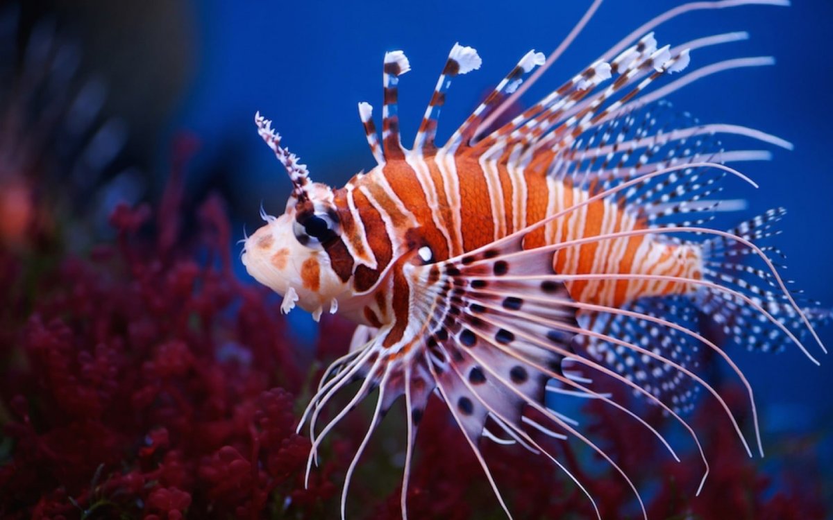 Рыба ангел Кифэра