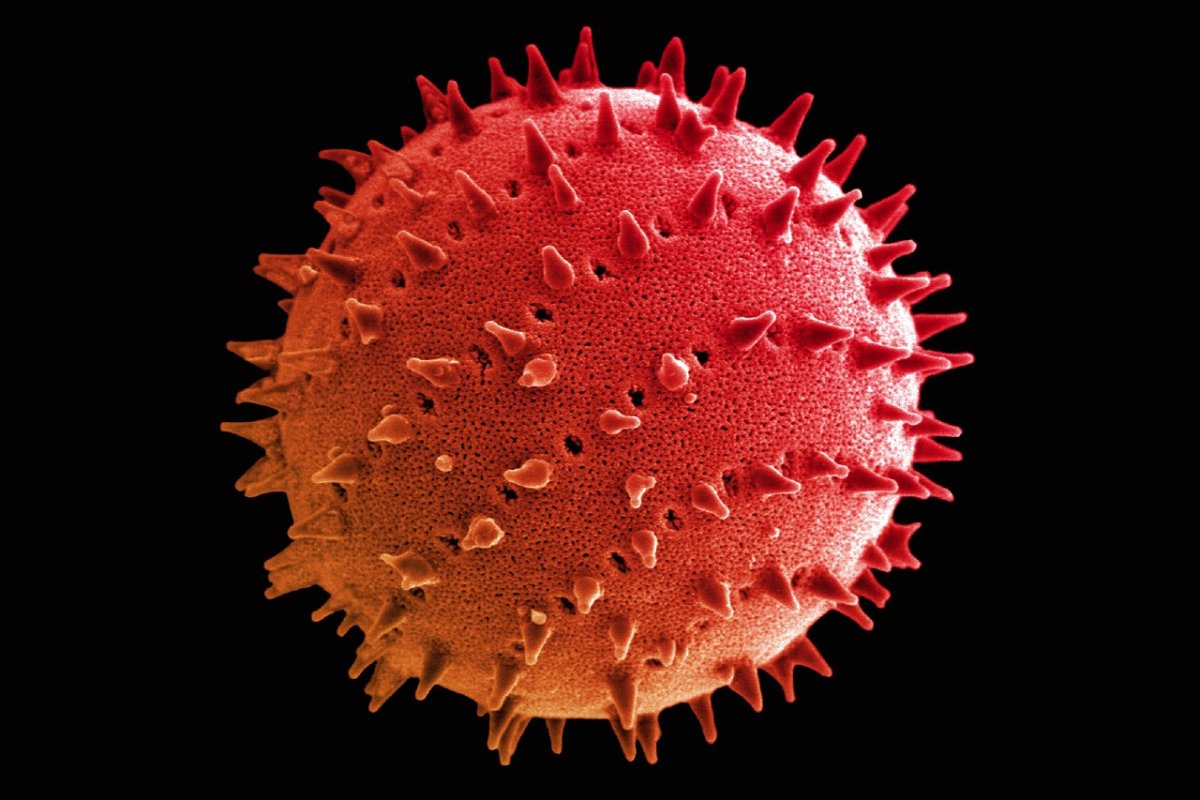 Бактерии под микроскопом