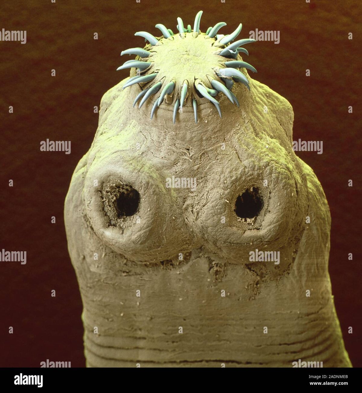 Микробы настоящие