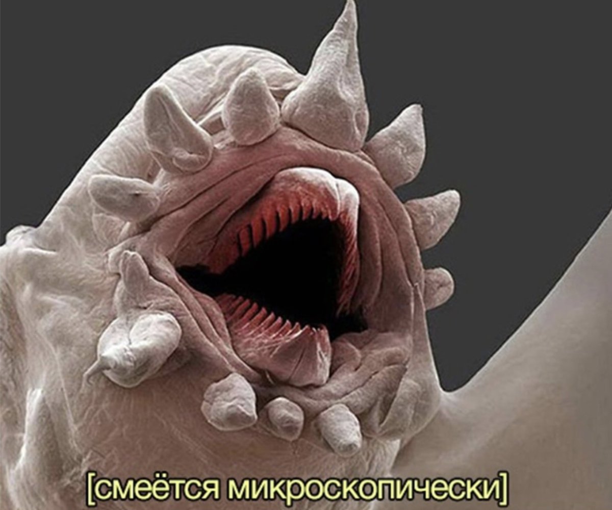 Рот червя под микроскопом