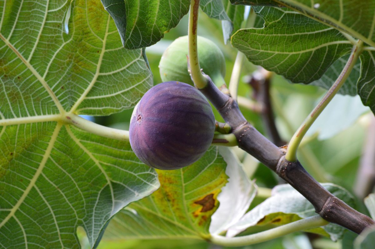 Инжир Муассон