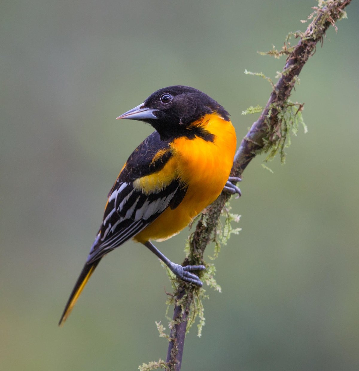 Обыкновенная Иволга