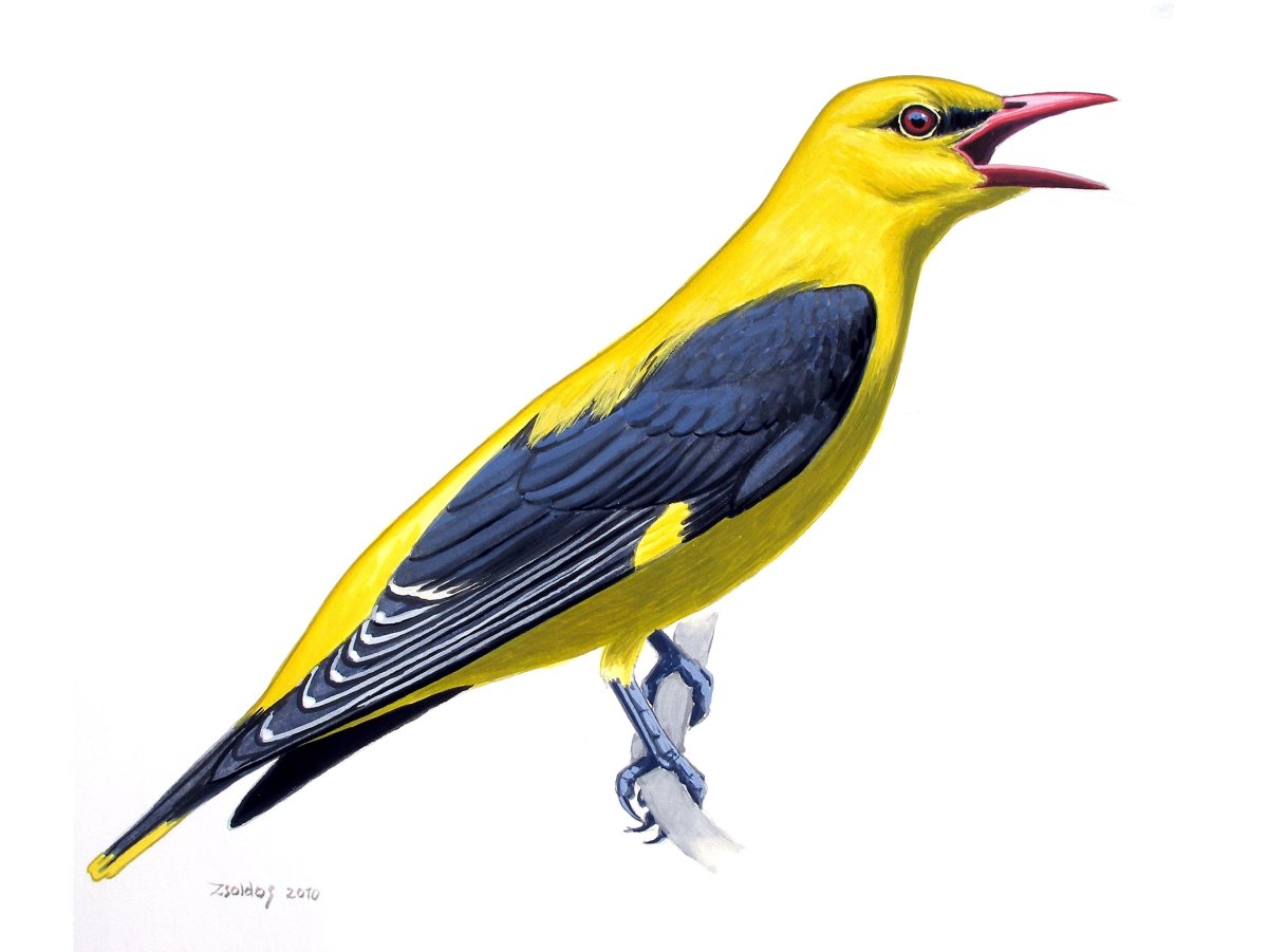 Обыкновенная Иволга Oriolus Oriolus