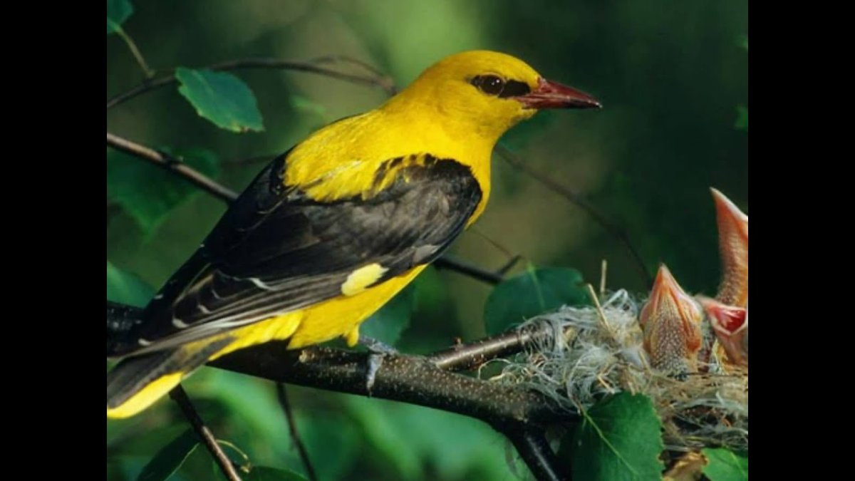 Обыкновенная Иволга