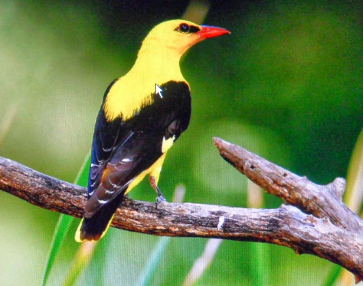 Обыкновенная Иволга