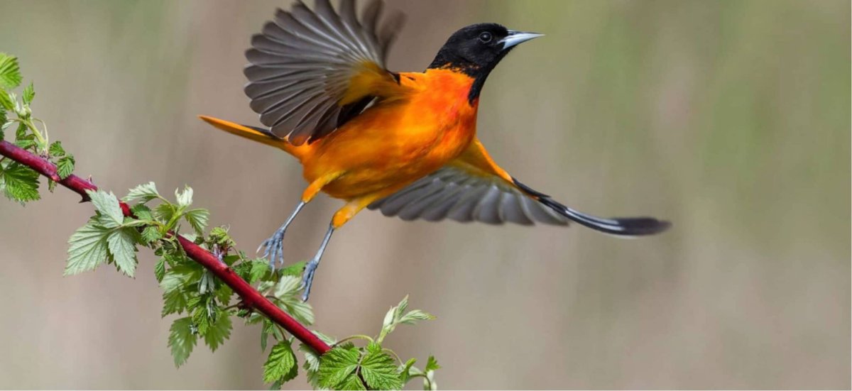 Балтиморская Иволга