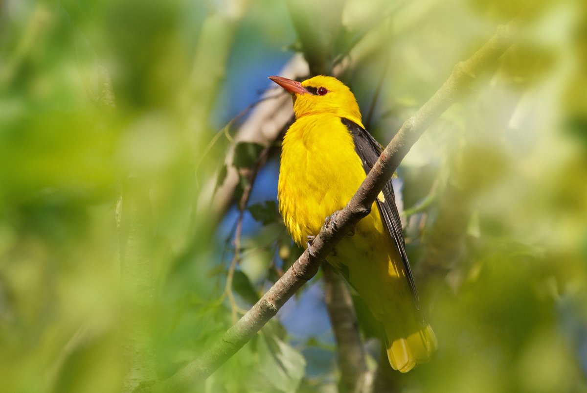 Иволга логотип