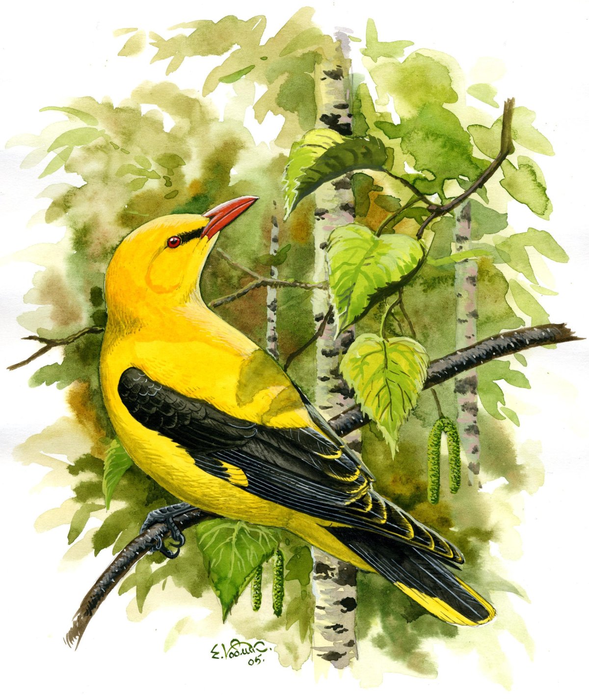 Северная Иволга гнездо