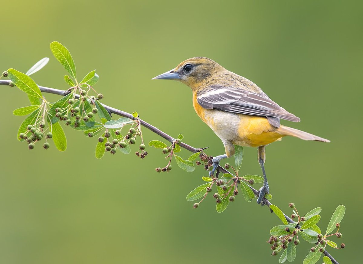 Китайская Иволга самка
