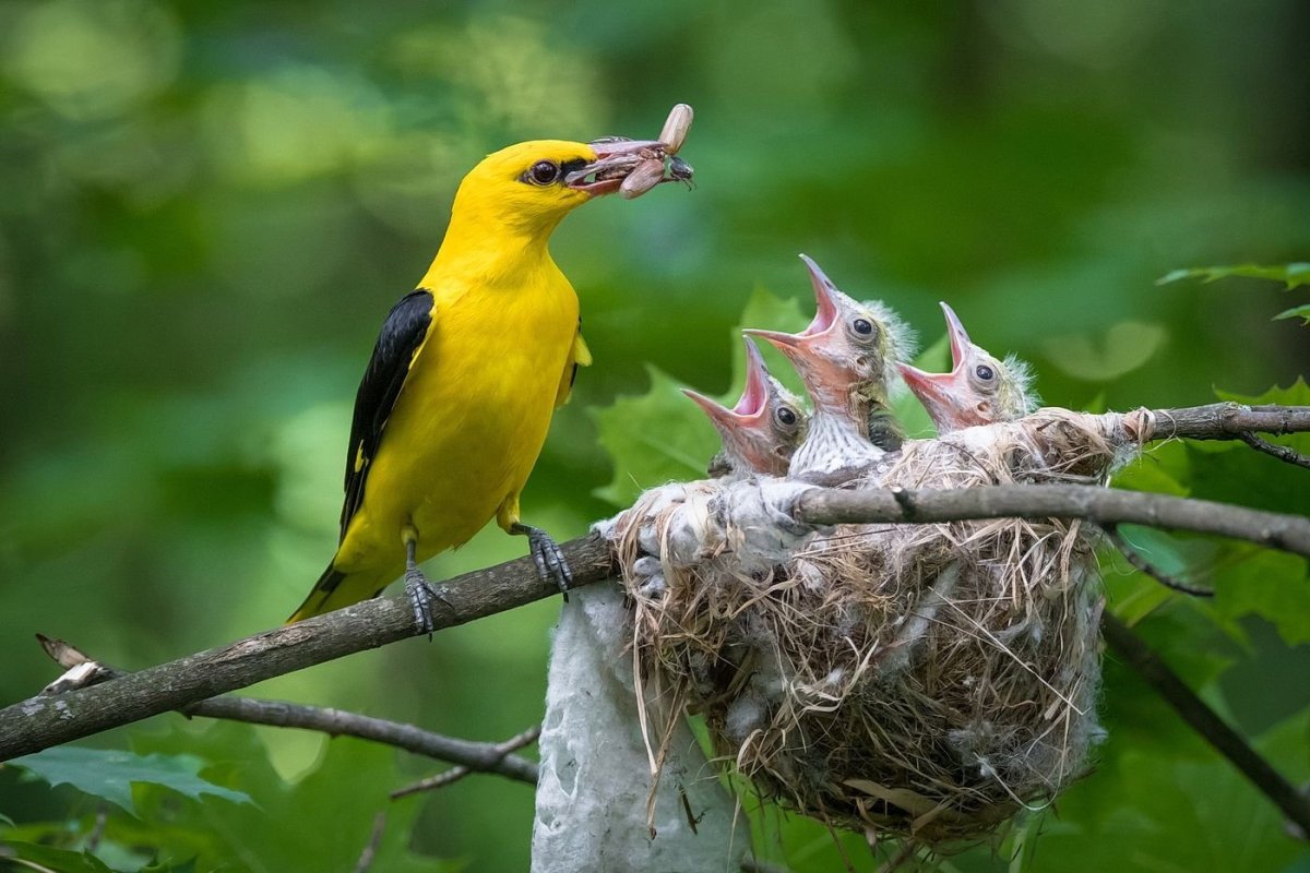Иволга живопись