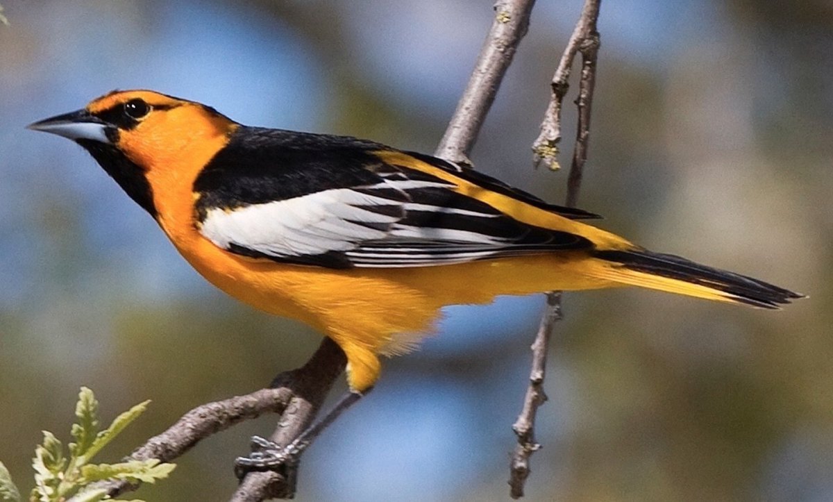 Африканская золотистая Иволга