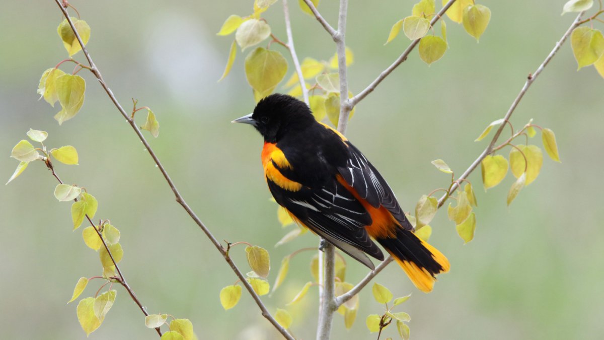 Иволга Балтиморская антропоморфный