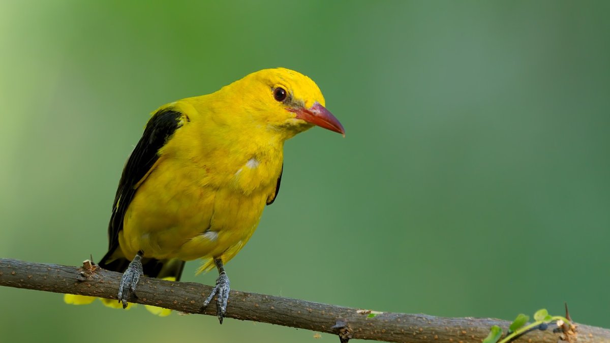 Африканская Иволга