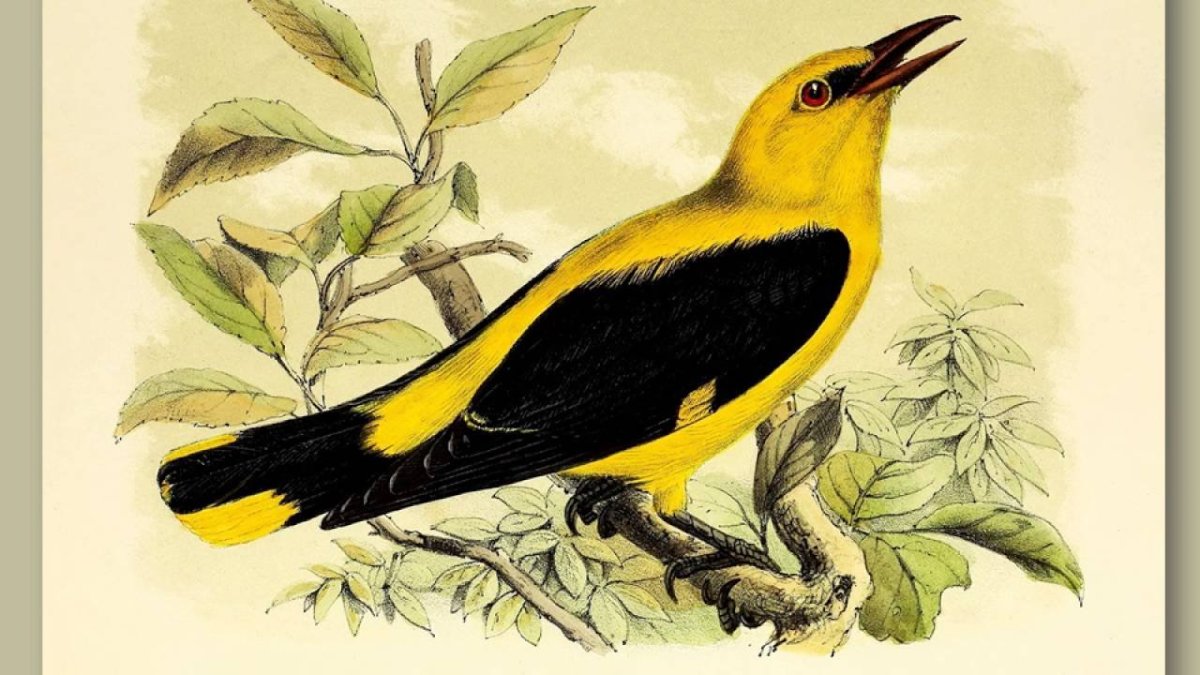 Обыкновенная Иволга Oriolus Oriolus