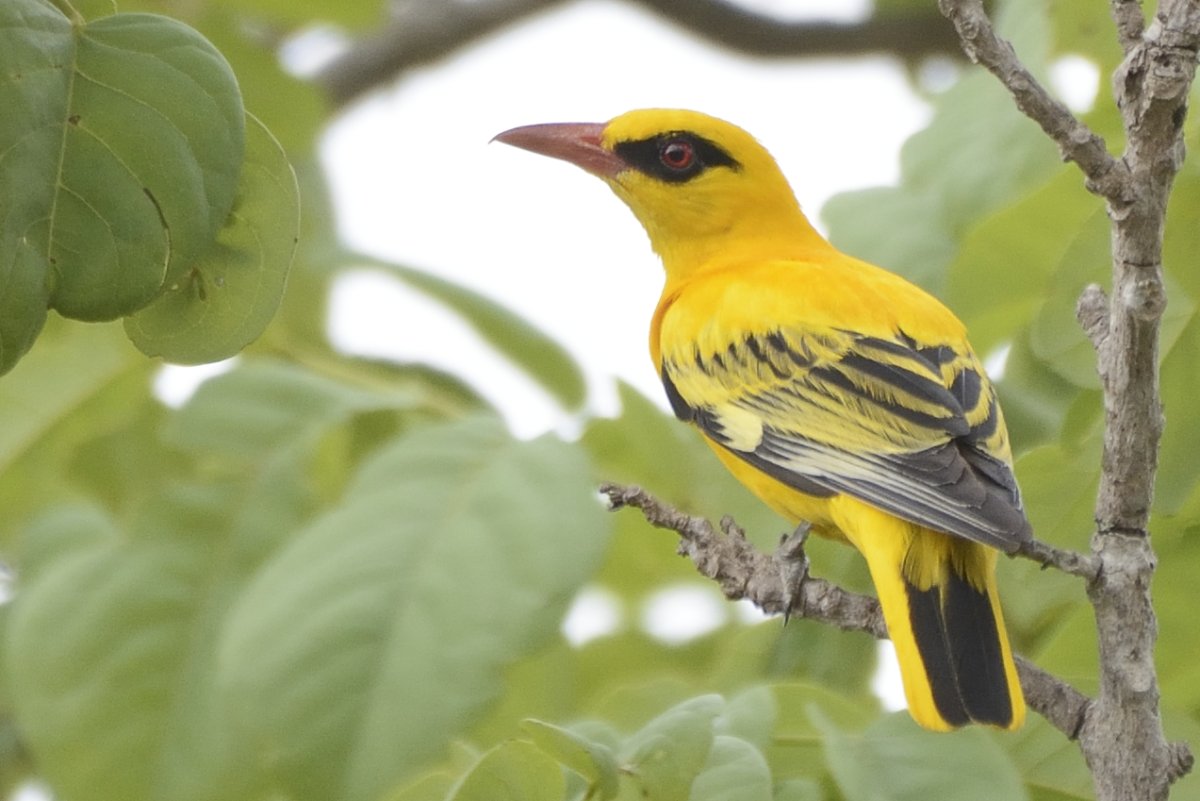 Маски птицы для детей Иволга