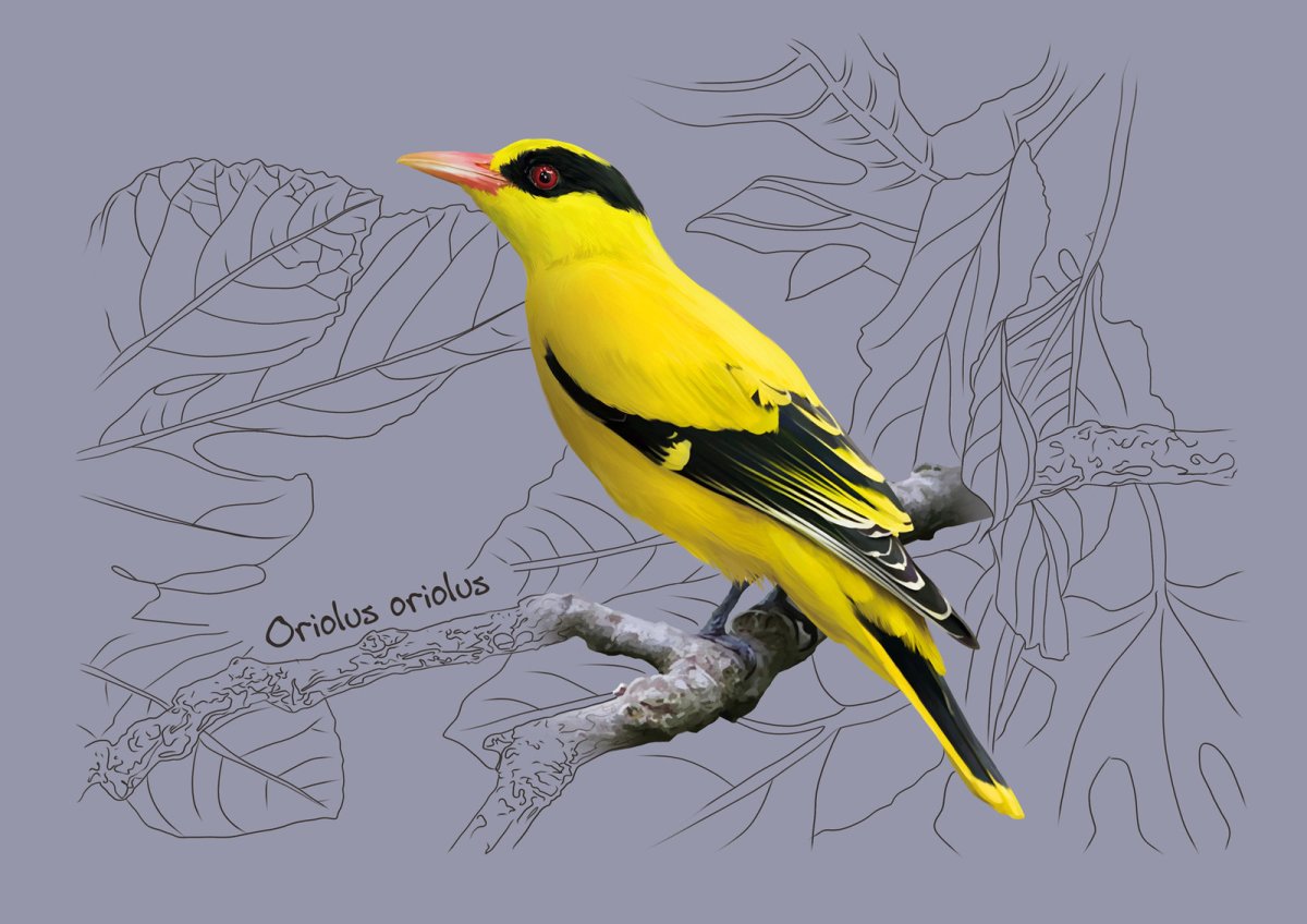 Птица Иволга голубая