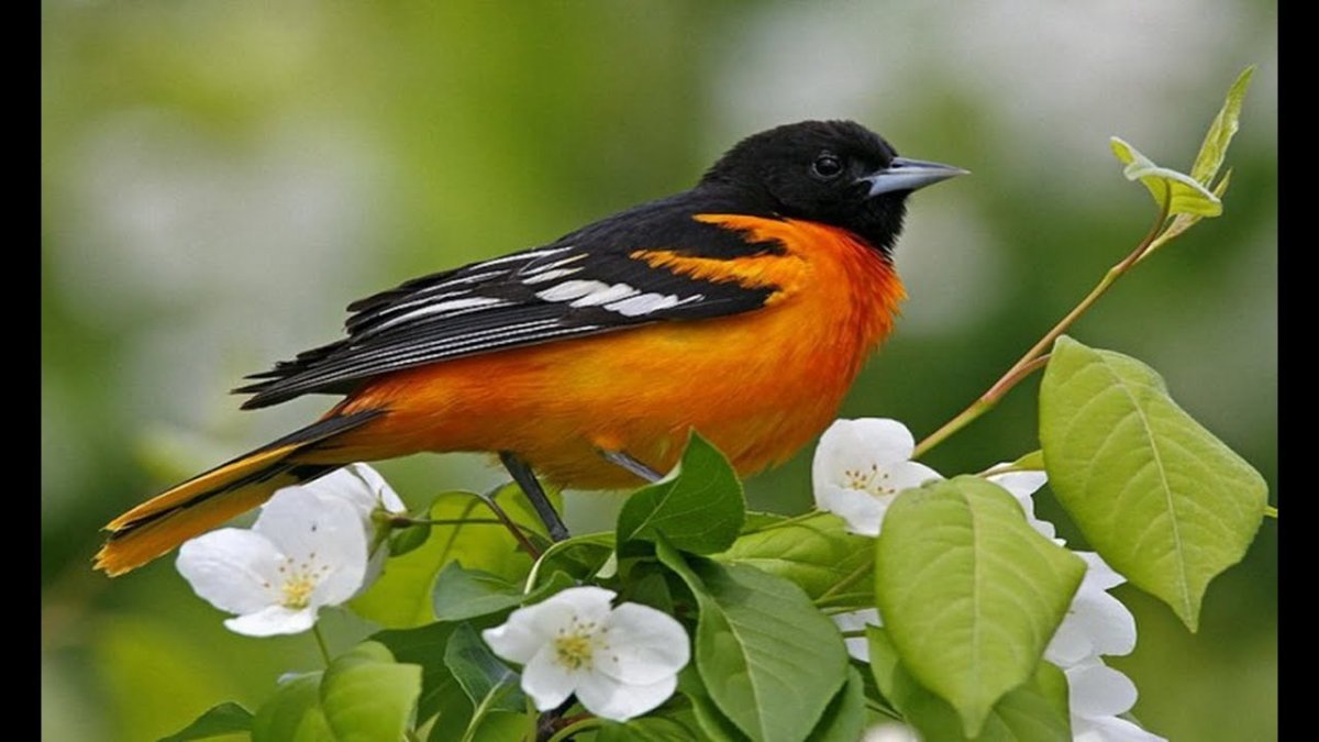 Иволга форум 2022