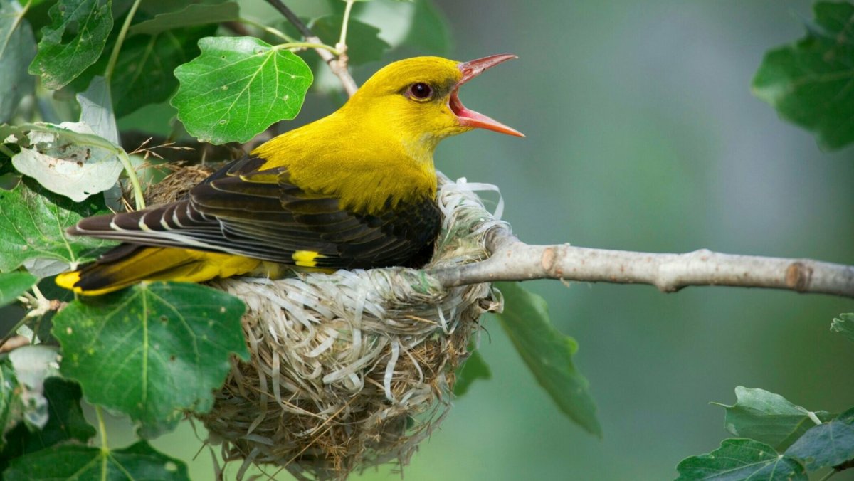 СССР 1979 птицы марки