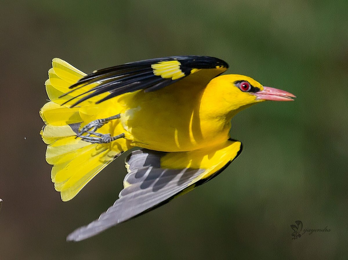 Птицы карточки для детей с названиями
