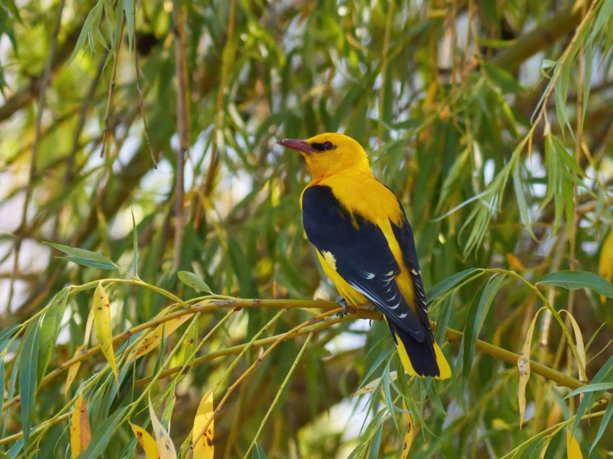 Обыкновенная Иволга
