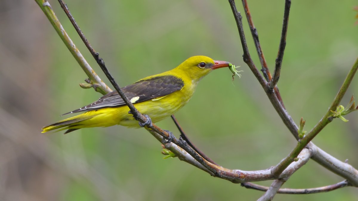 Обыкновенная Иволга