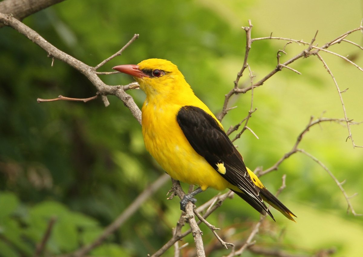 Малиновогрудая Иволга