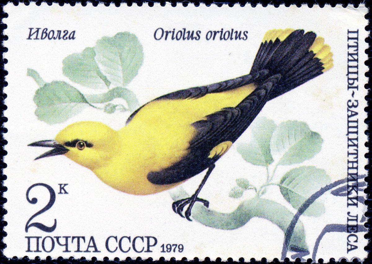 Слеток Иволги