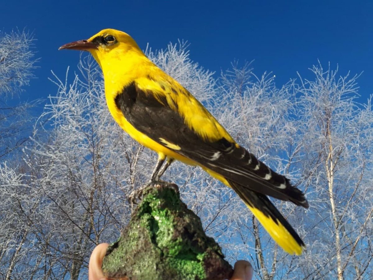 Иволга обыкновенная рисунок