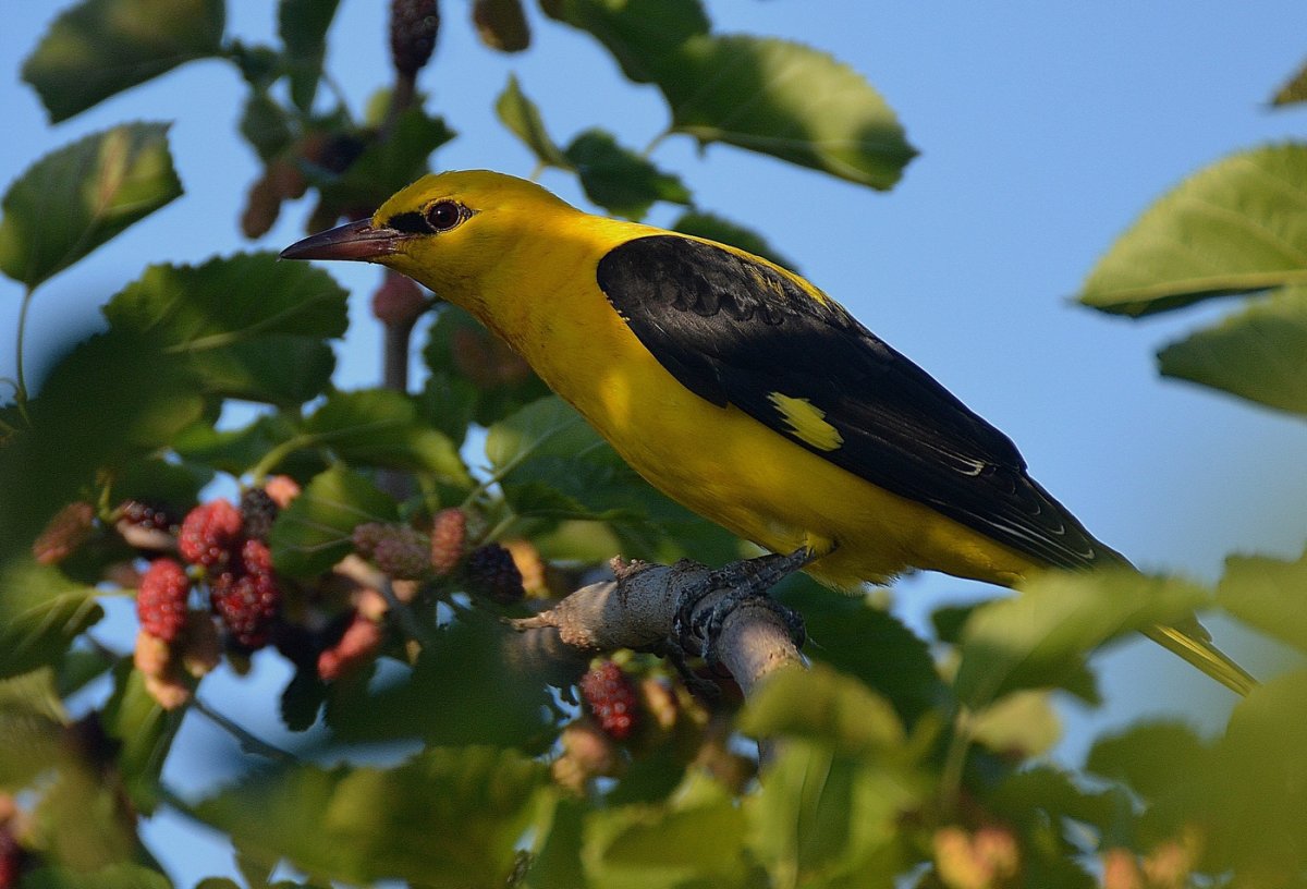Африканская черноголовая Иволга