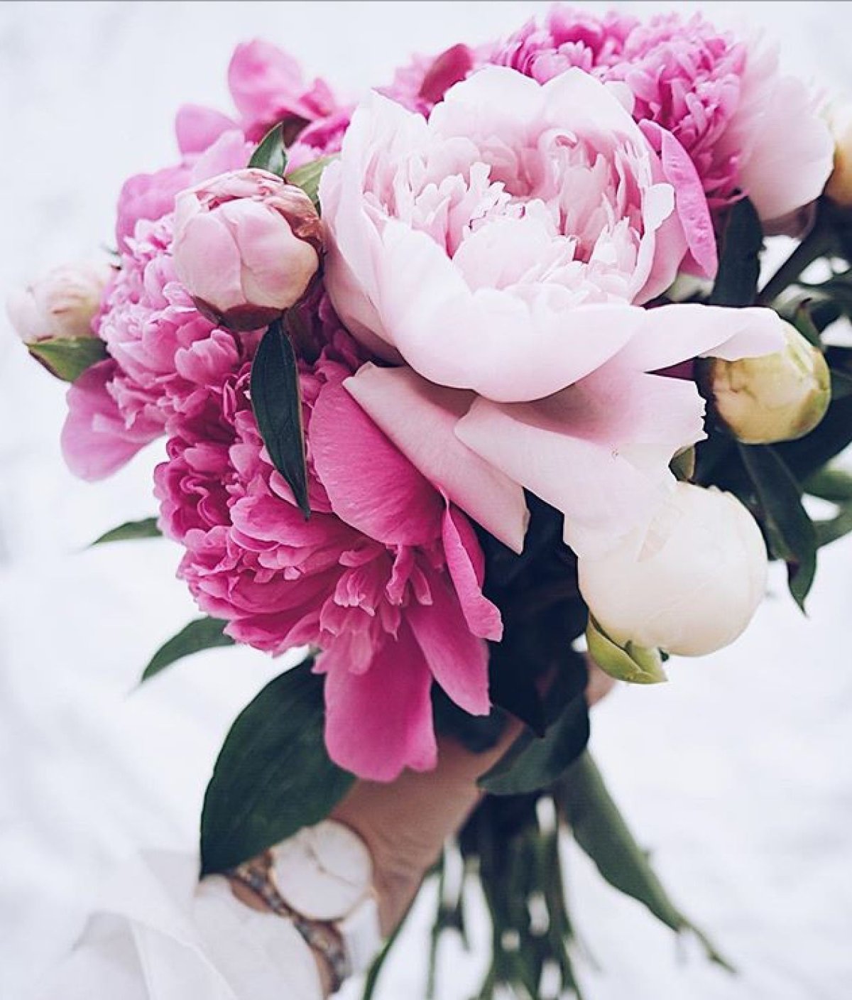 Нежная картинка с пионом внизу