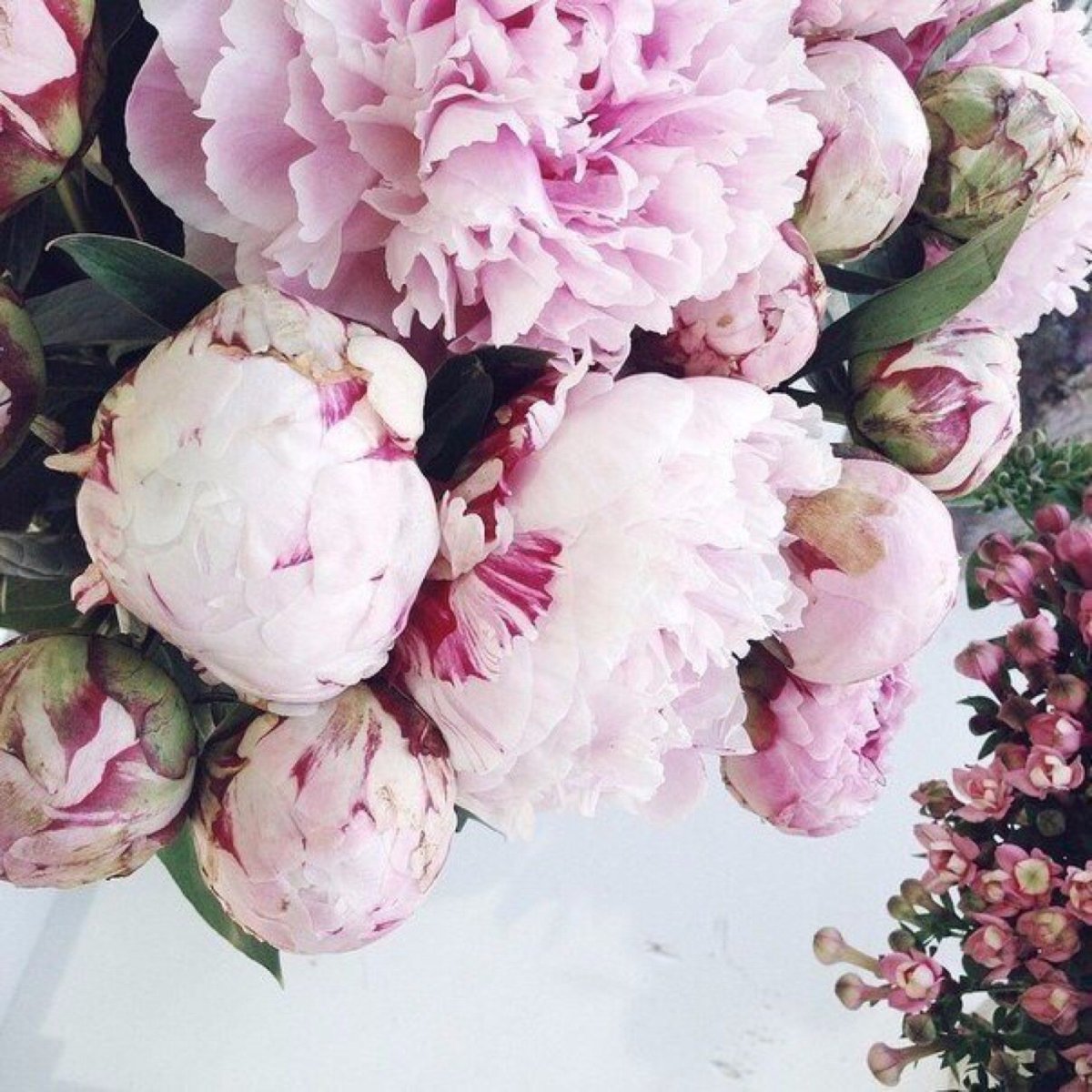 Пионы вид сверху