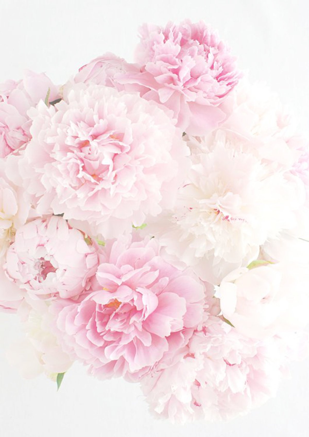 Пионы вертикально