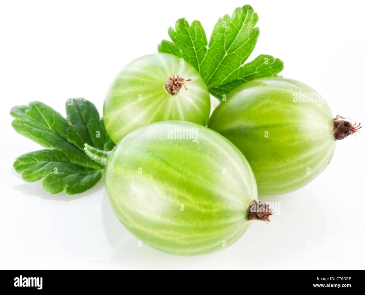 Крыжовник вектор