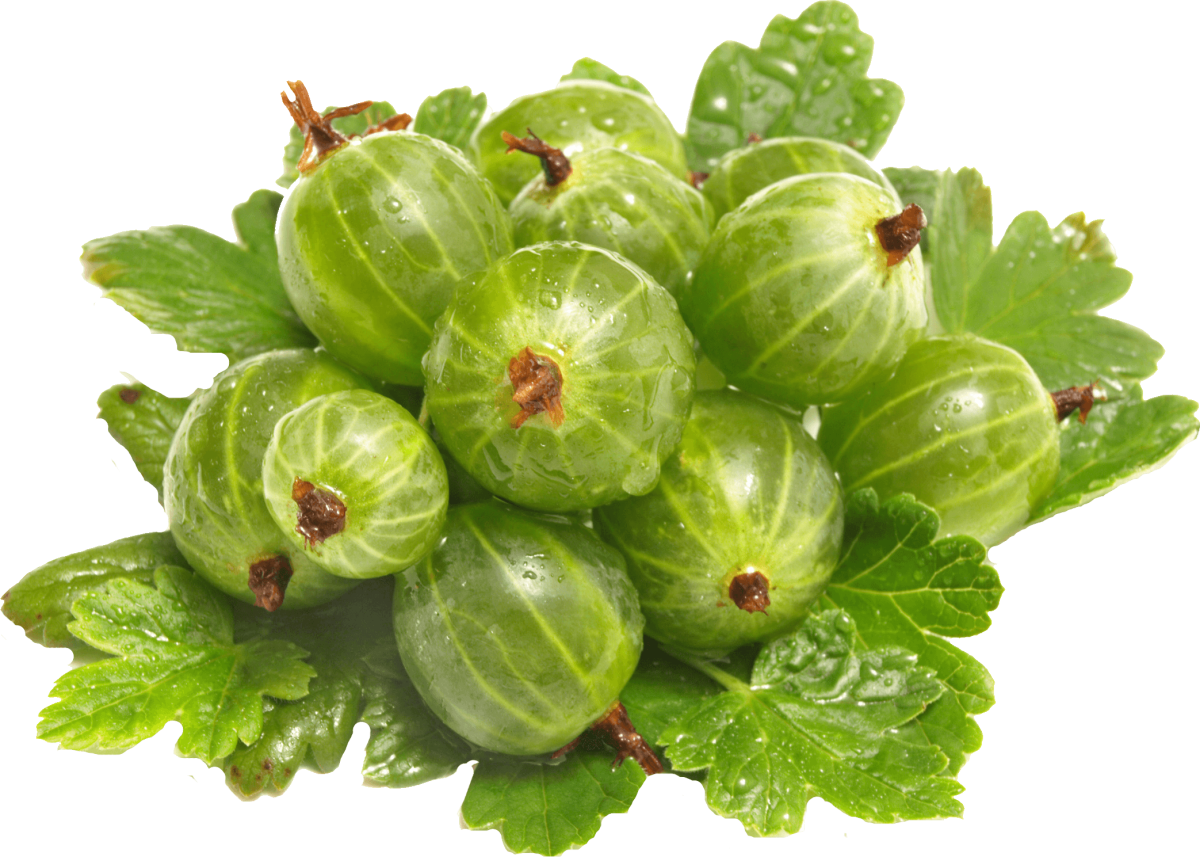 Крыжовник для детей