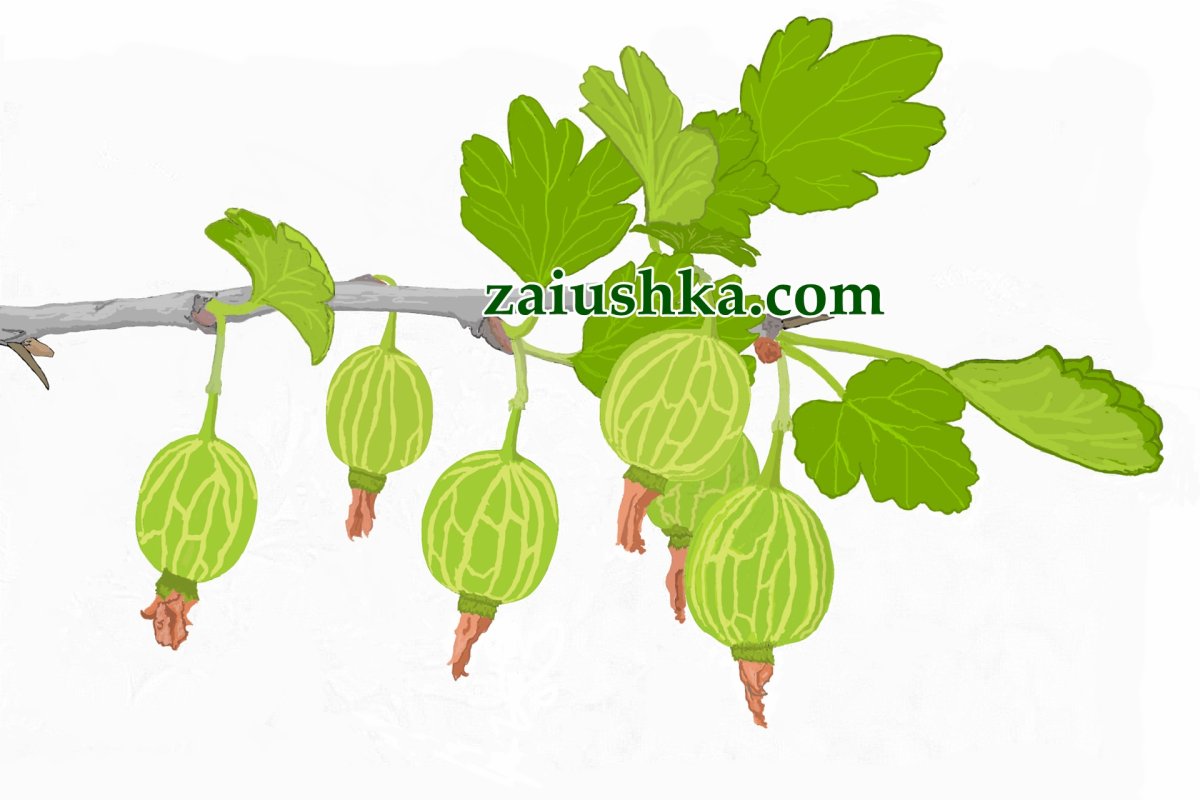 Крыжовник ягода