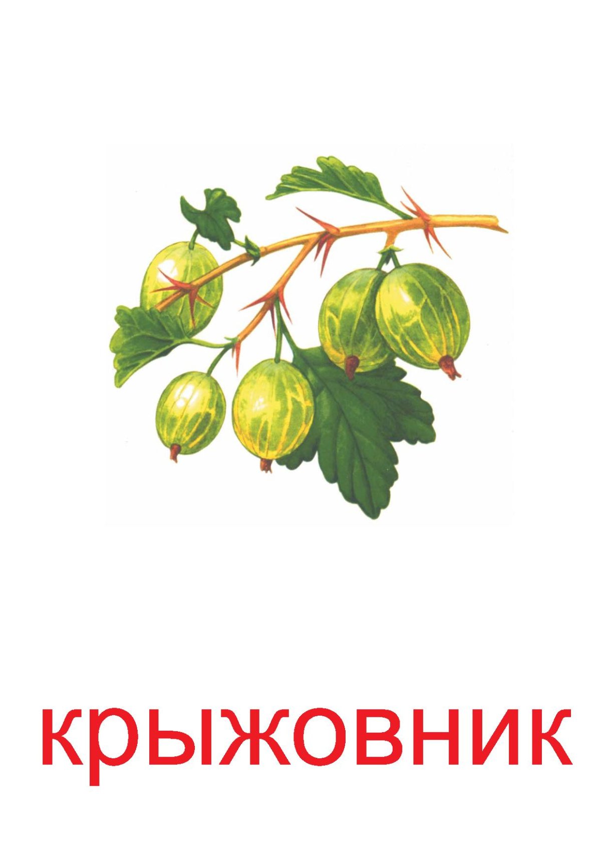 Карточки ягоды для детей