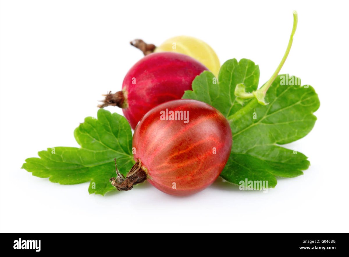 Крыжовник для дошкольников