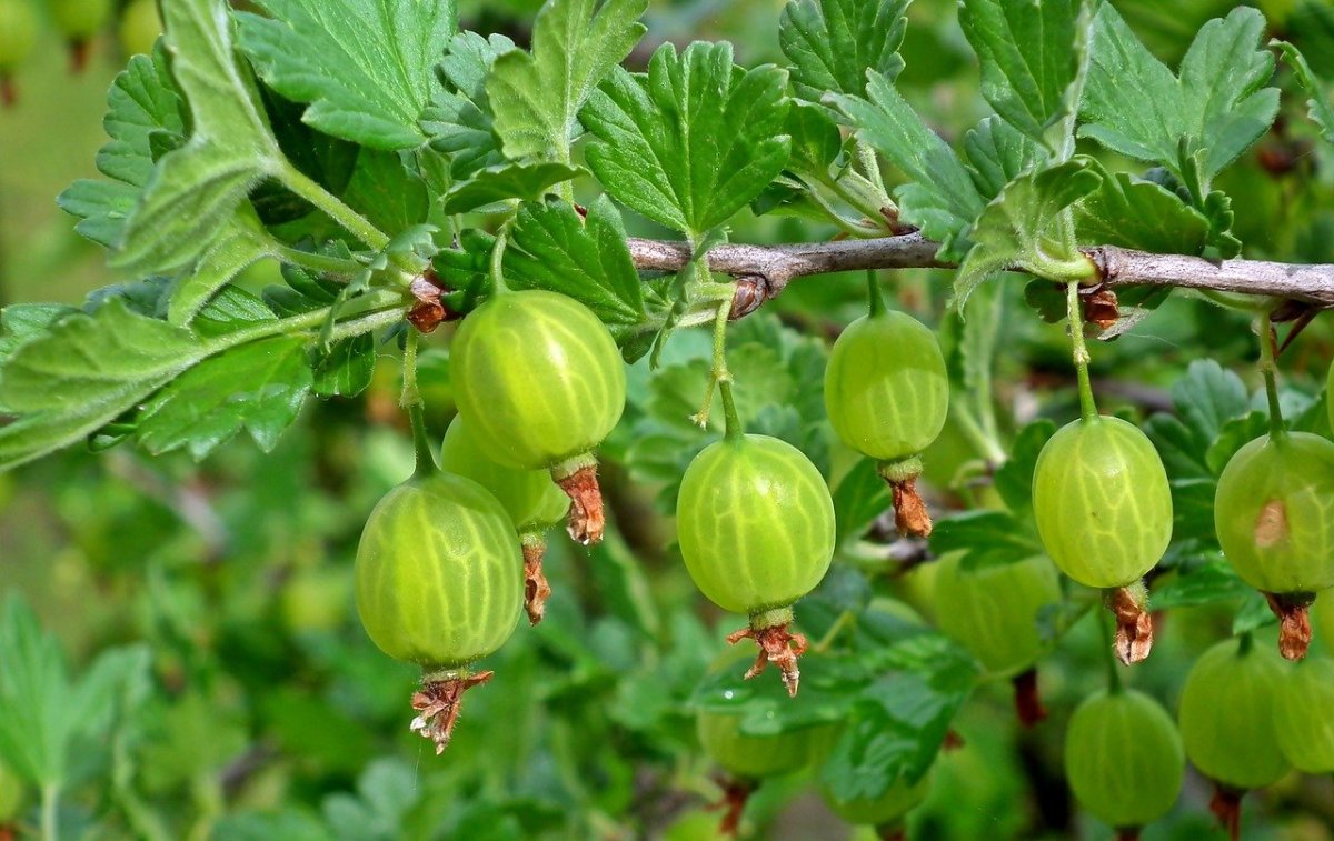 Анастасия Беседина акварель