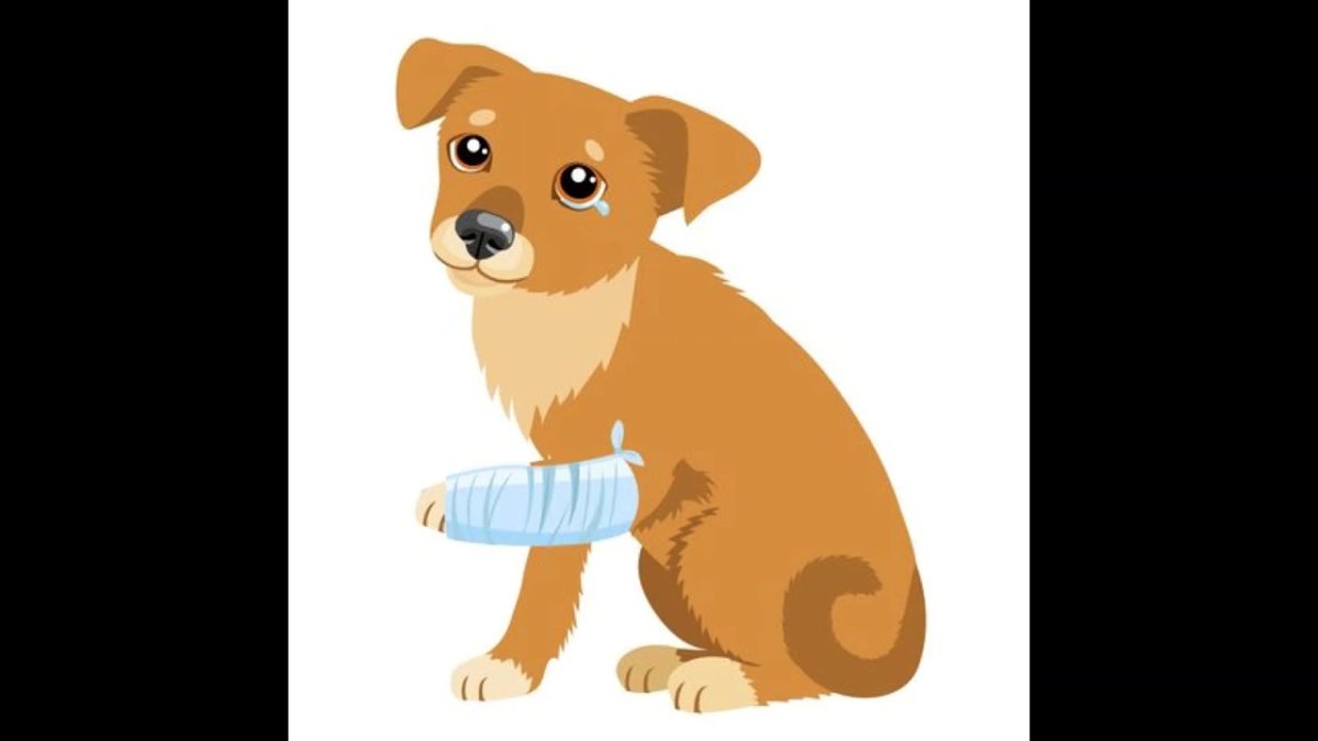 Собака с забинтованной лапой