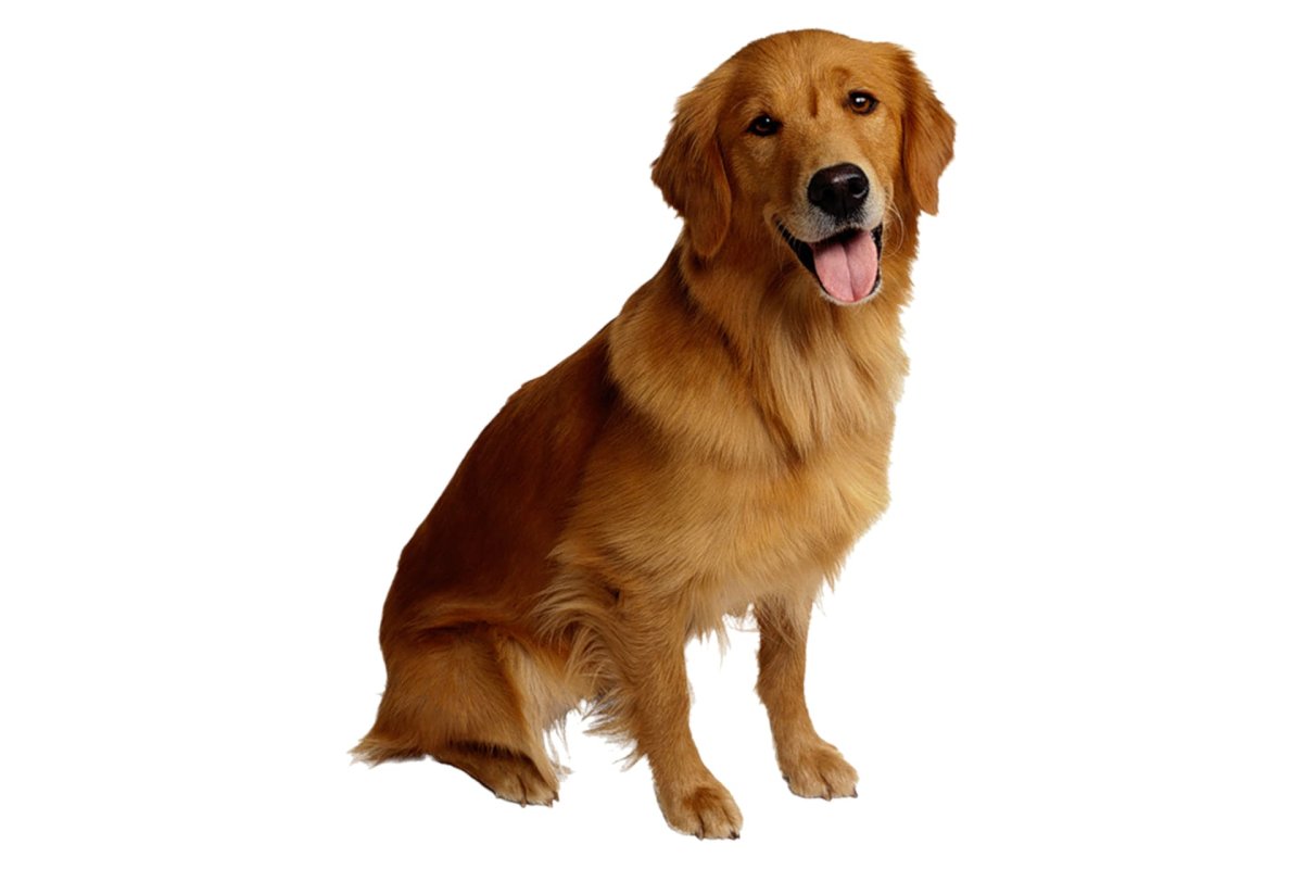 Золотистый ретривер