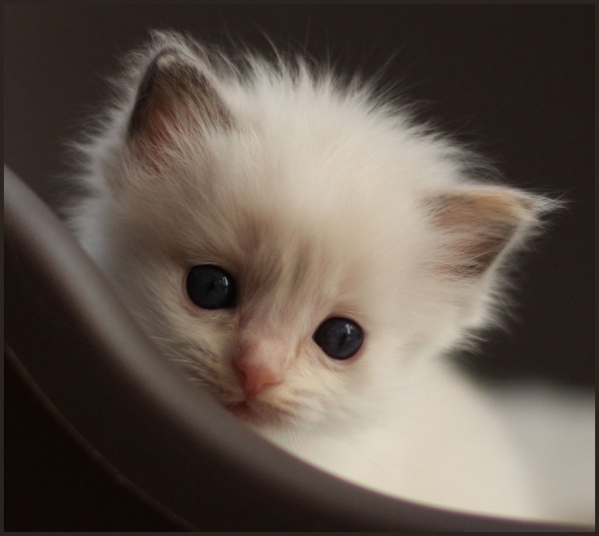 Фото котят милых и няшных