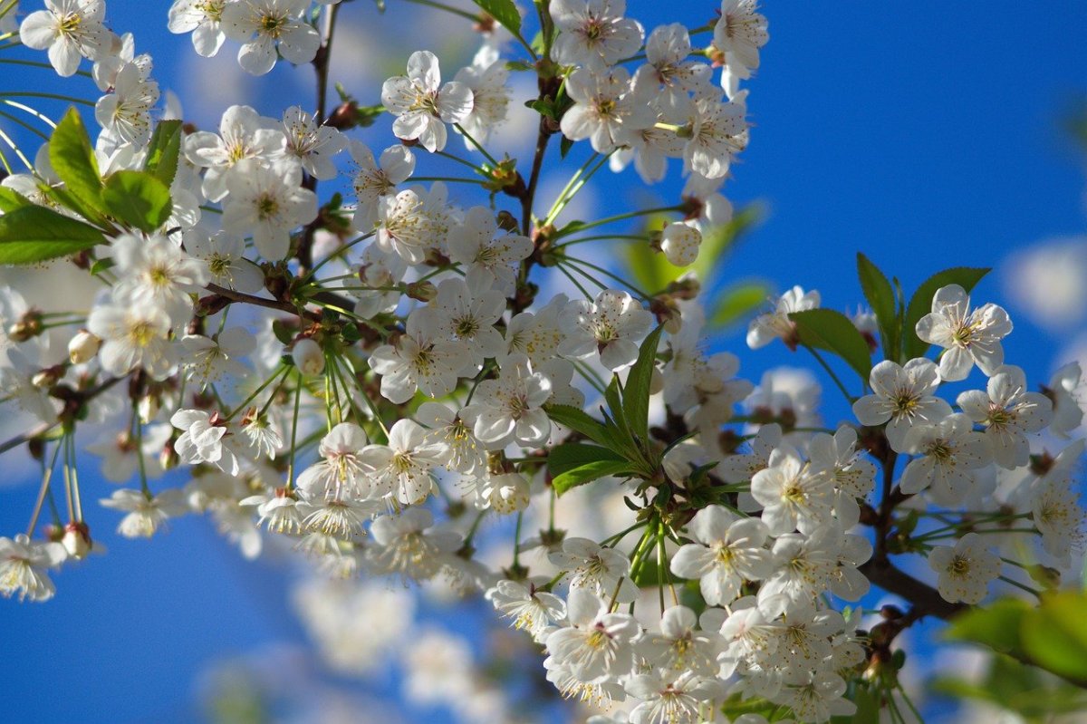 Крымская Весна вишня картинки для оформления