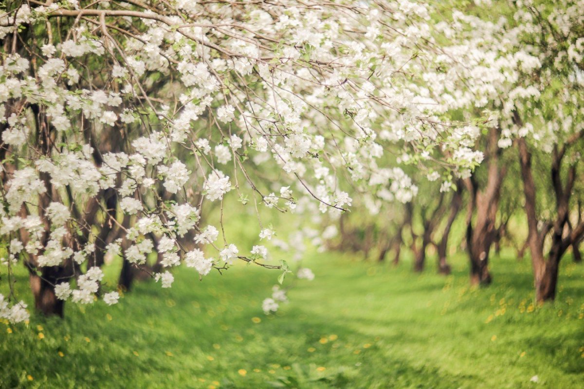 Парк Коломенское Яблоневый сад цветут