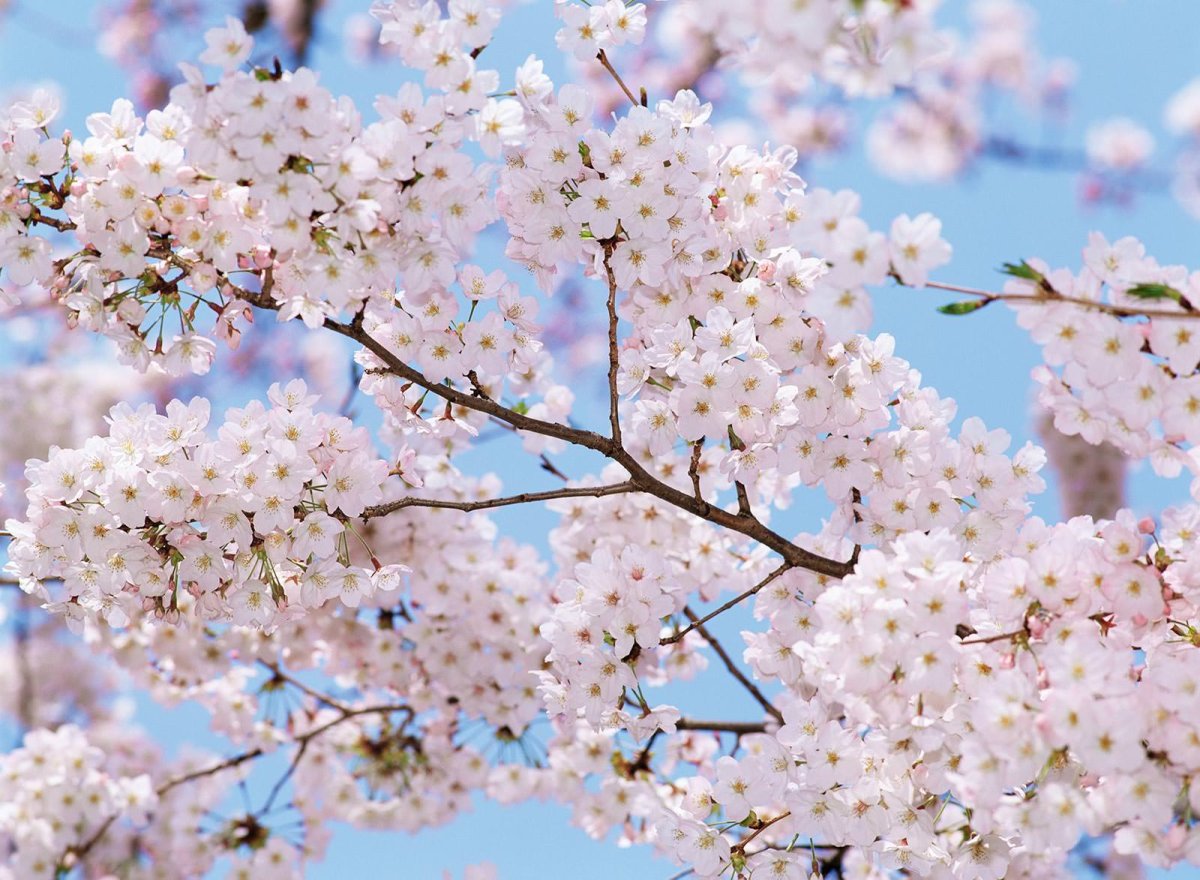 Фотообои весенний сад 272х194