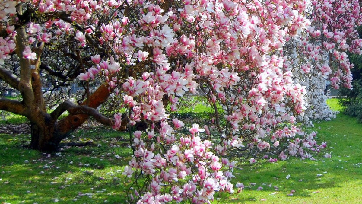 Магнолия дерево в саду