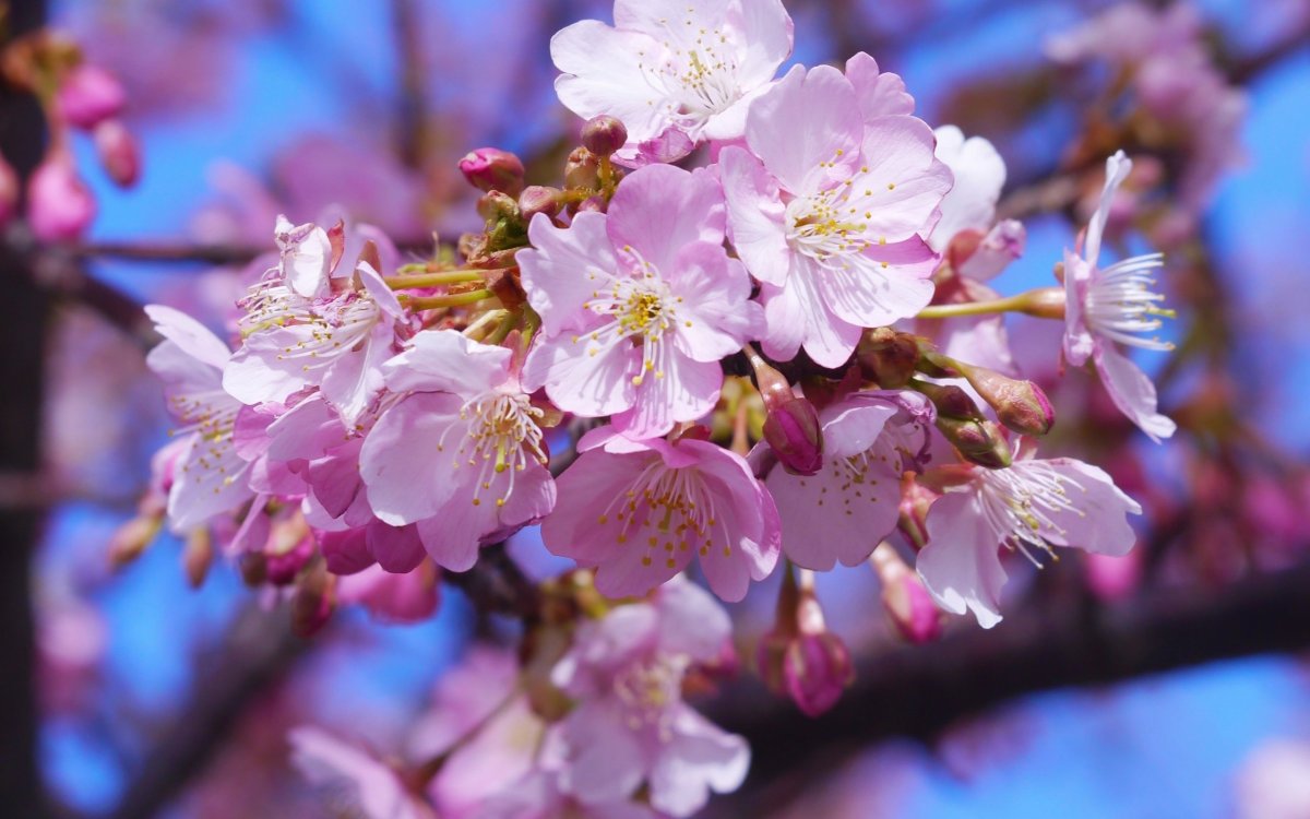 Дерево вишни цветущее