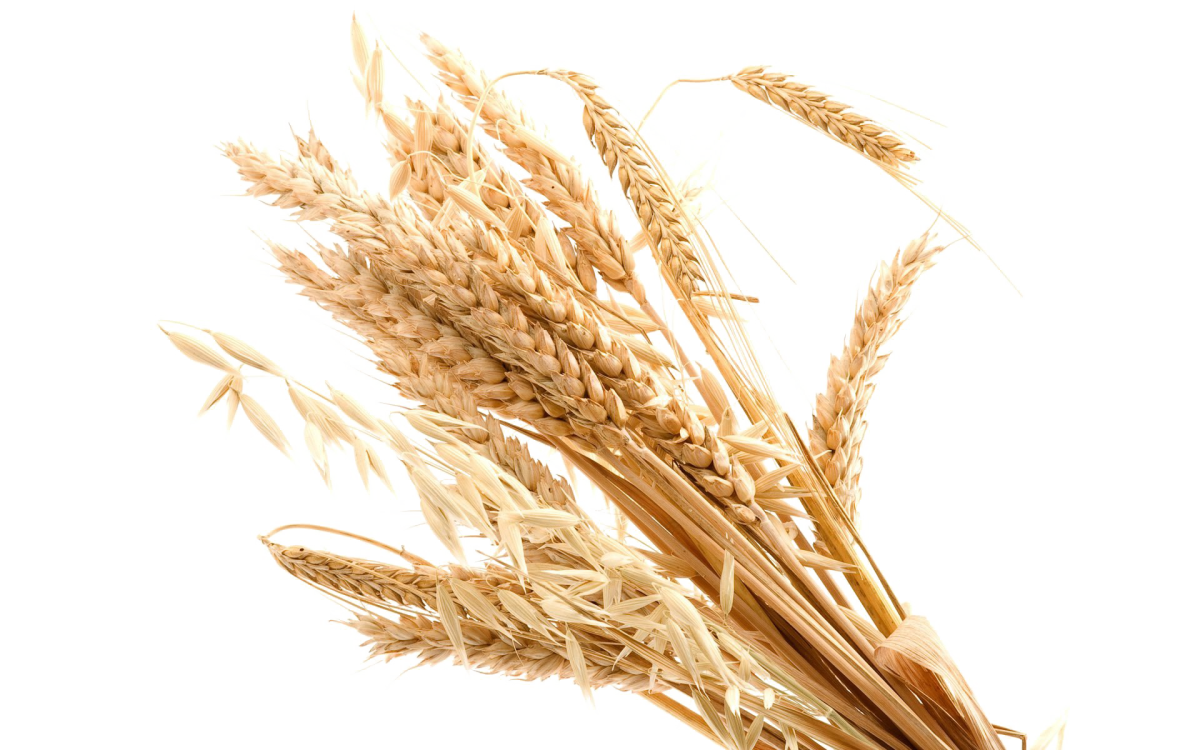 Колосок пшеницы пшеничный колосок