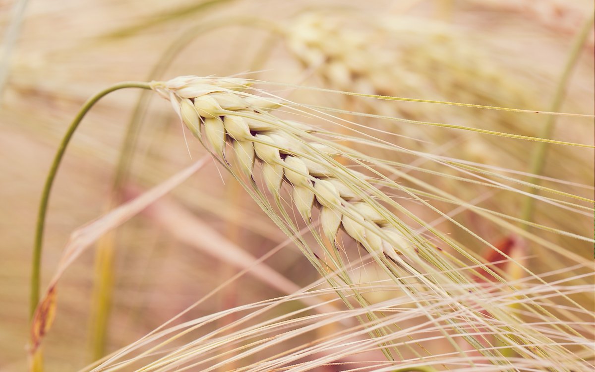 Пшеница Колос Колос