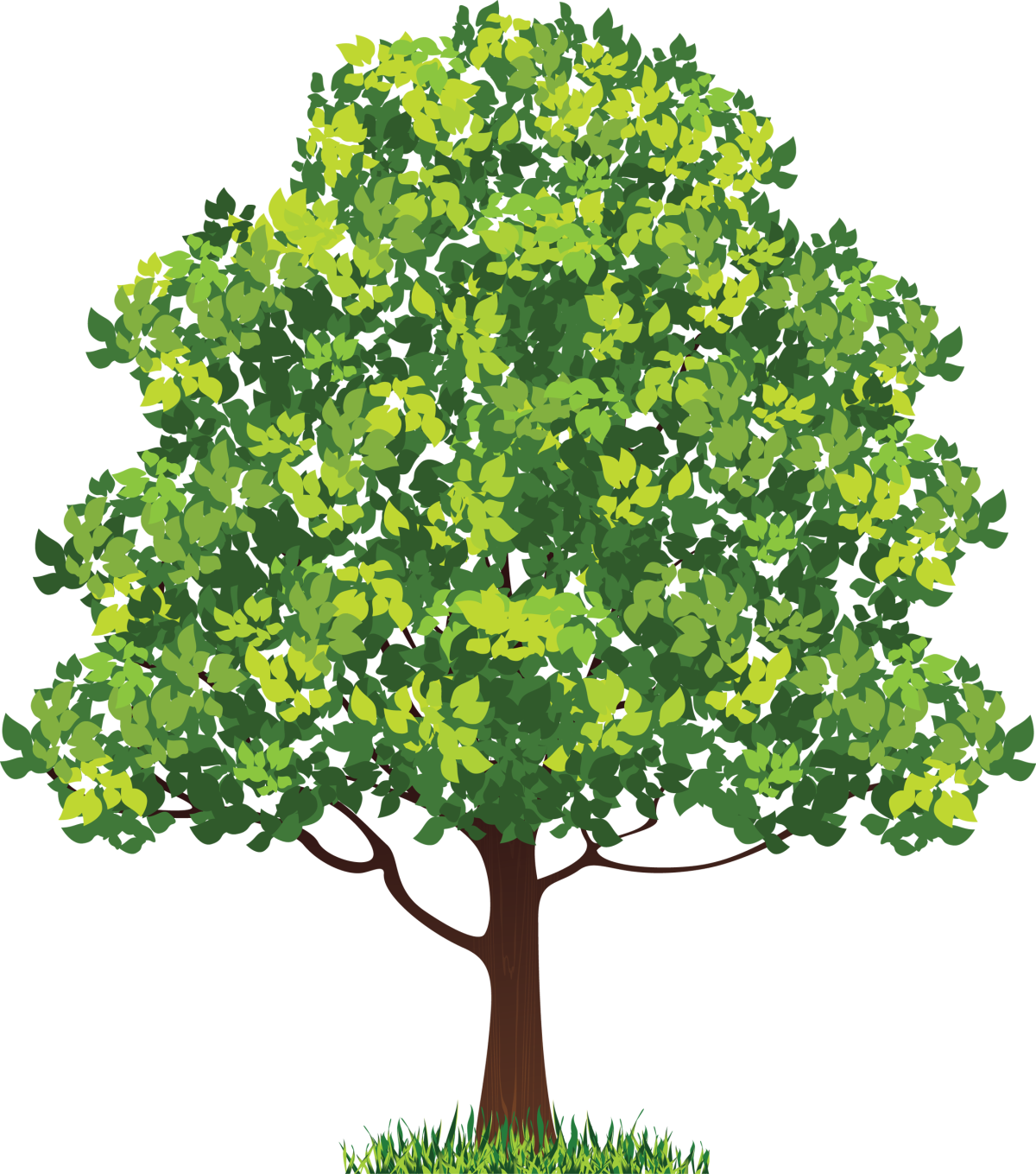 Шежере родословная