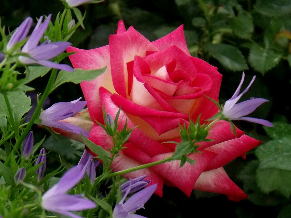 Роза Мовистар